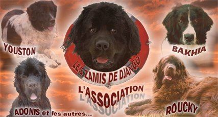 Les zamis Django