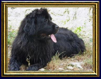 Cliquez pour agrandir l'image Cliquez pour agrandir l'image