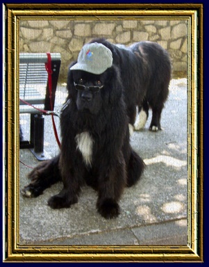 Cliquez pour agrandir l'image Cliquez pour agrandir l'image